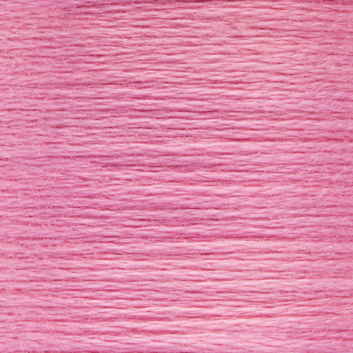 0055 Beauty Rose Light