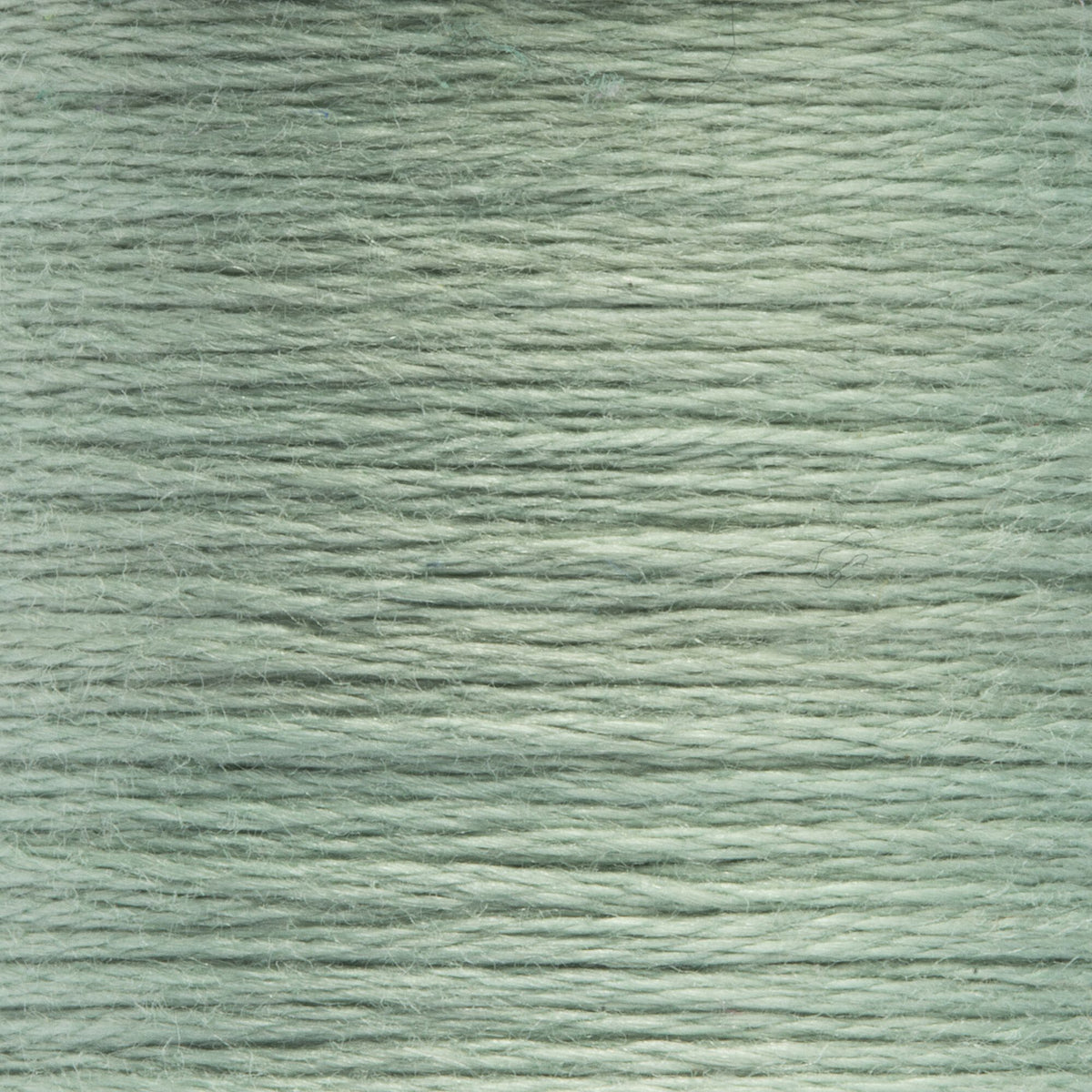 0875 Pine Light