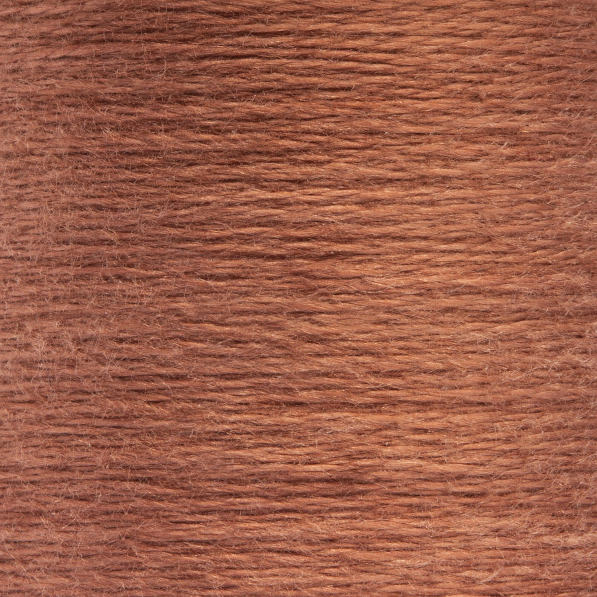 1007 Chicory Dark