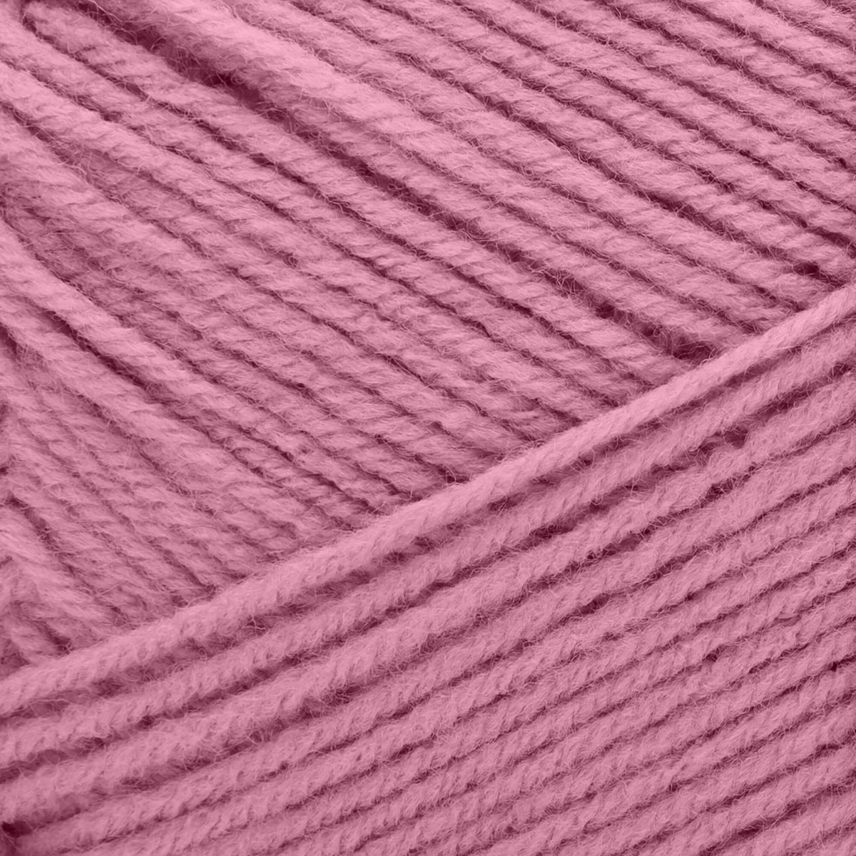 Pink Rose