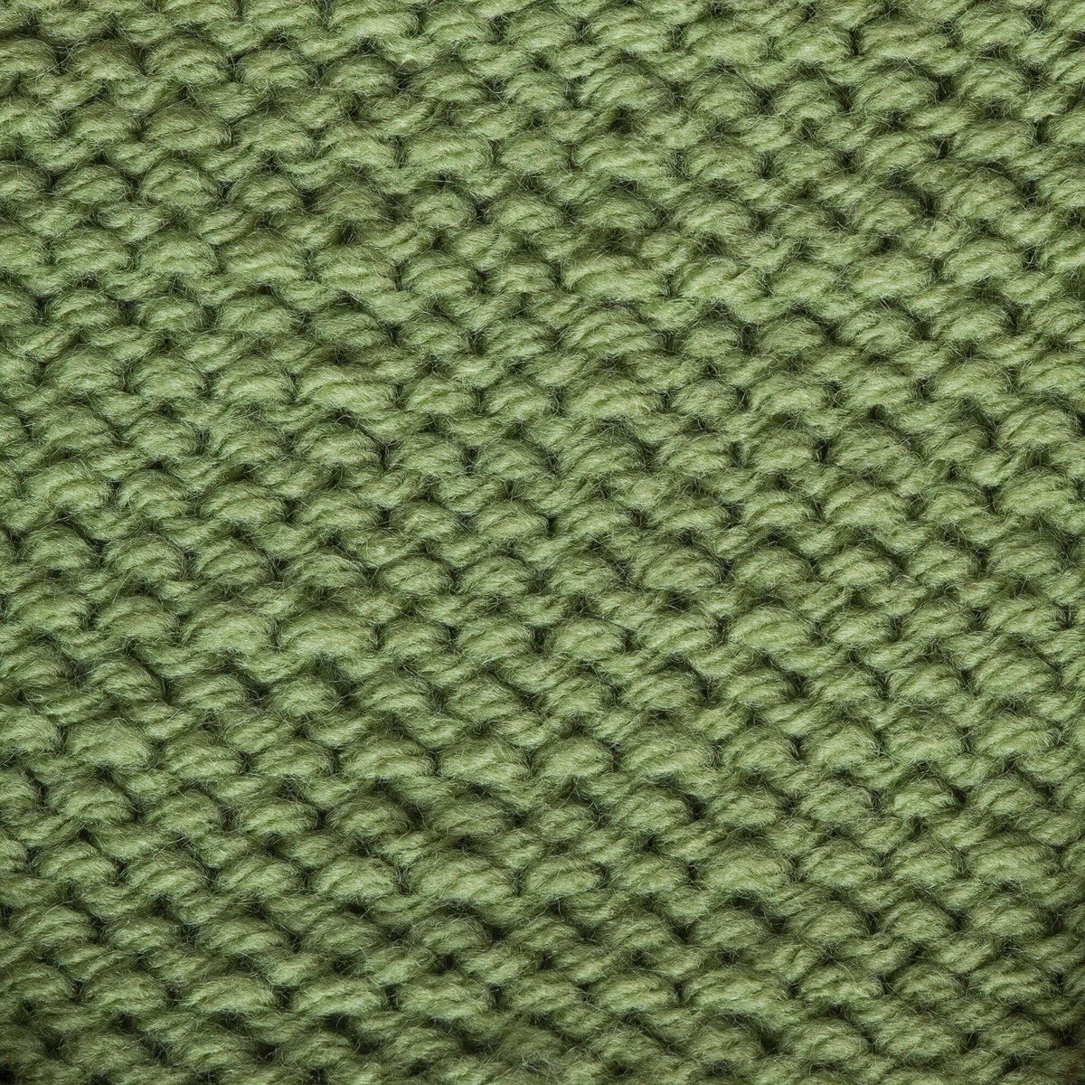 Fern