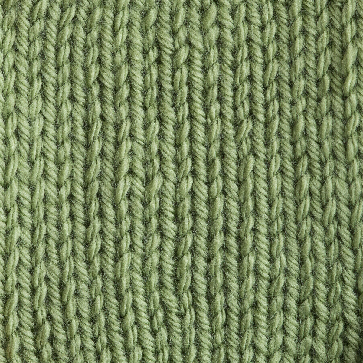 Fern
