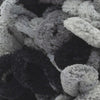 School Of Rocks