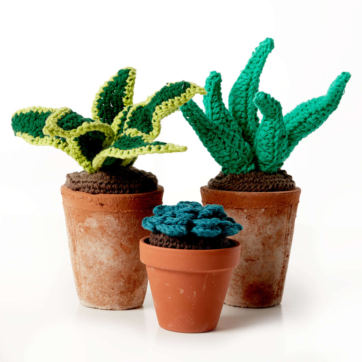 Succulent